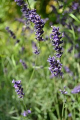 Lavender in our garden.