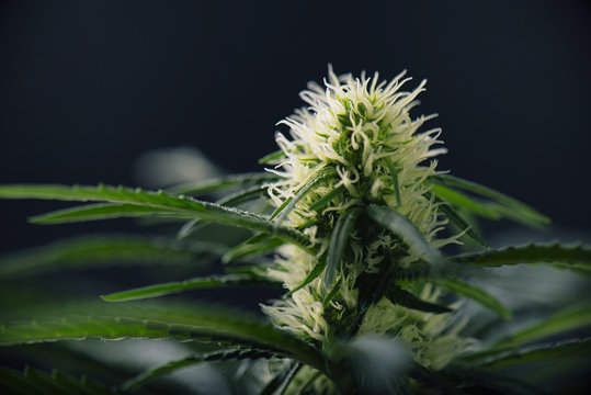 Cannabis flower - Blooming Marijuana plant with early white flow