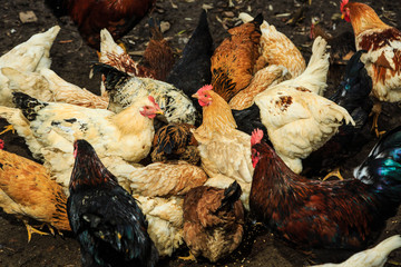 Курицы и петухи на подворье