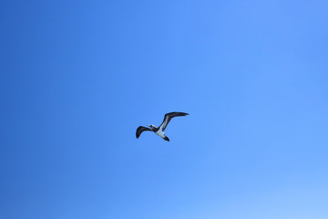 Blue Footed Booby