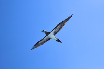 Obraz premium Blue Footed Booby