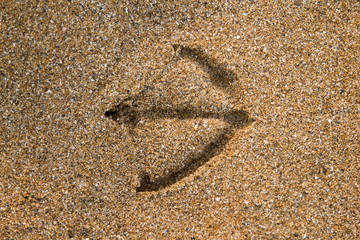  Print of gull in the sand
