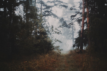 Fototapeta premium Misty morning in the forest walkway which exits to bright meadow, filled with fog, pines and other trees, grass everywhere, autumn or summer