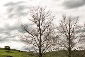 Obraz premium Deciduous trees in winter