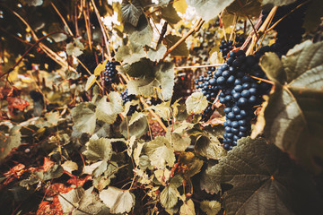 Wide angle shot of bunches of black grapes surrounded by green and red leaves, vineyards on a sunny day in autumn or summer harvest