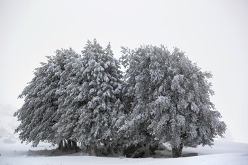 Snowy trees in Barbagia, Sardinia, Italy