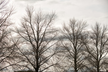 Fototapeta na wymiar Deciduous trees in winter