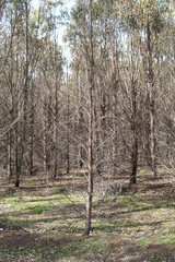 Plantation eucalypt trees