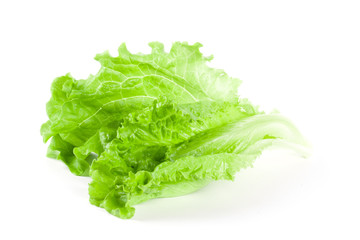 Green leaf salad isolated 