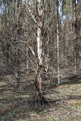 Plantation eucalypt trees