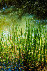 Obraz premium Reeds beside the canal