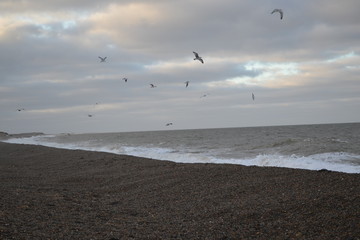 seagulls norfolk coast 