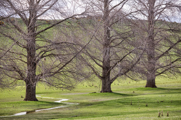 Trees and small creek