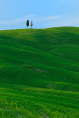 The Rolling Hills of Tuscany in the last Light of the Setting Sun, Cypress Trees on Hill, Tuscany, Italy