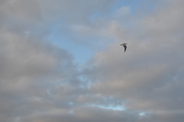 seagull sky 