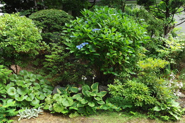 Food Handmade Buckwheat Kobashi Japan