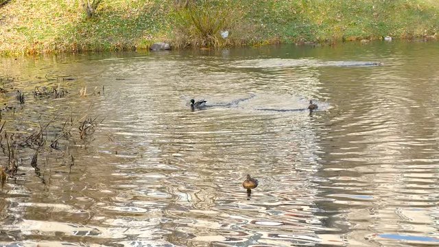 wild ducks playing