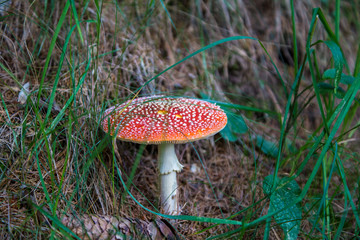 Red mushroom (Amanita Muscaria) in underwood