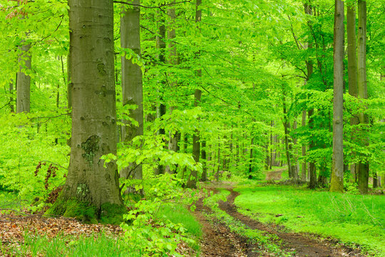 Waldweg durch Buchenwald im zeitigen Fr&uuml;hjahr, frisches Gr&uuml;n