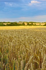Fields of Golden Wheat