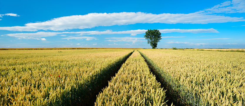 Endloses Weizenfeld unter blauem Himmel, Traktorspuren, am Horizont ein einzelner Baum