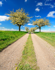 Kirschbäume in voller Blüte, Landschaft mit Feldweg im Frühling