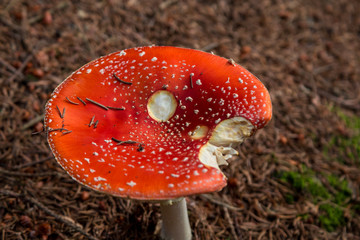 Red mushroom (Amanita Muscaria) in underwood