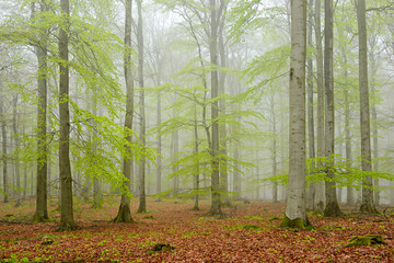 Forest of Beech Trees in Fog, early spring, fresh green leaves