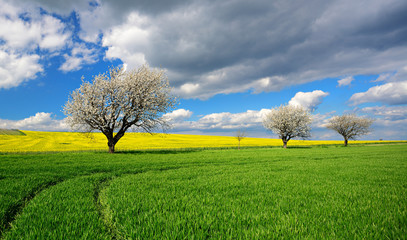 Landschaft im Frühling, Kirschbäume in voller Blüte, grüne Wiese, Rapsfeld