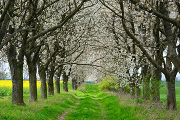 Fototapeta premium Feldweg durch Allee aus Kirschbäumen in voller Blüte