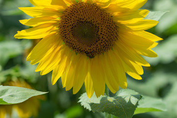 Obraz premium Sunflower