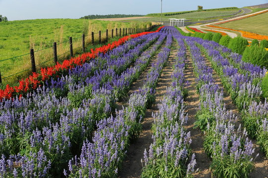 Kamifurano Sunrise Lavender Garden Japan