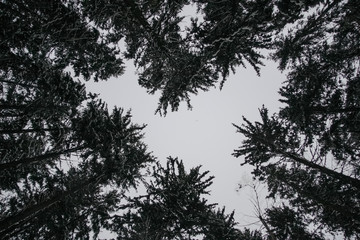 Pine trees wide angle bottom view