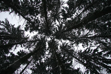 Pine trees wide angle bottom view