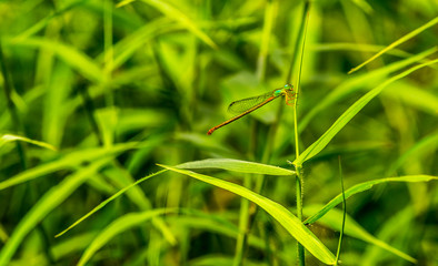 dragonfly resting on the grass