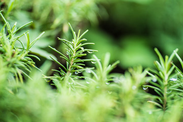 Green plants with rain drops