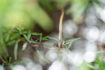 Green plants with rain drops