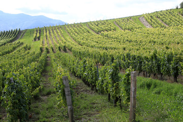 Fototapeta na wymiar Vin de Savoie. Vignoble de Chignin.