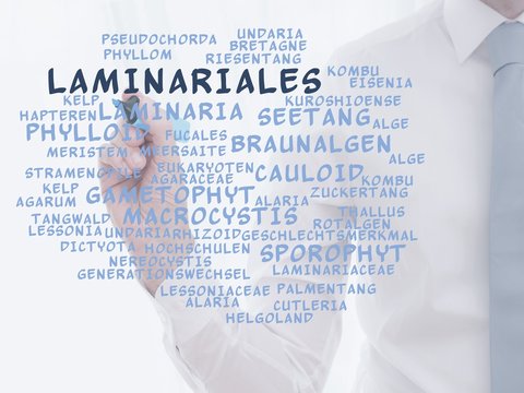 Laminariales