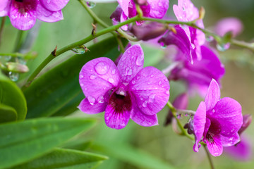 Purple orchids Beautiful colour in the garden