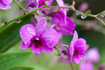 Purple orchids Beautiful colour in the garden