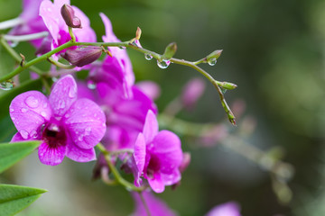 Purple orchids Beautiful colour in the garden