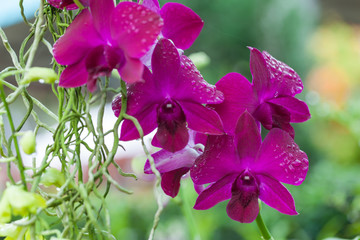 Purple orchids Beautiful colour in the garden