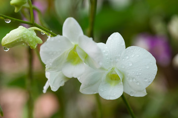 White orchids Beautiful colour in the garden