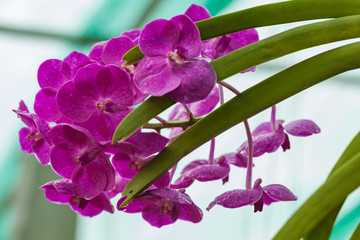Purple orchids Beautiful colour in the garden