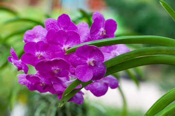 Purple orchids Beautiful colour in the garden