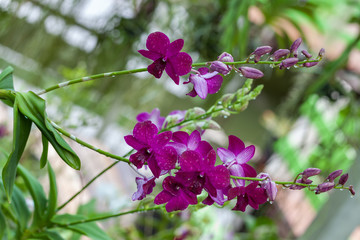 Purple orchids Beautiful colour in the garden
