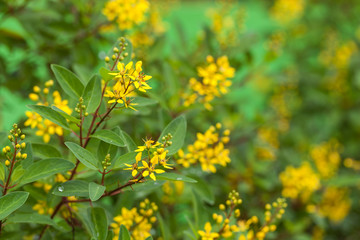 yellow flower in the garden, backgrounds.