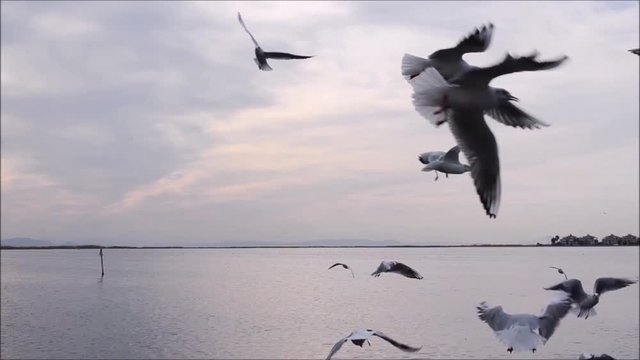 Seagulls flying over the sea at sunset, in Izmir - Turkey. Slow motion. 