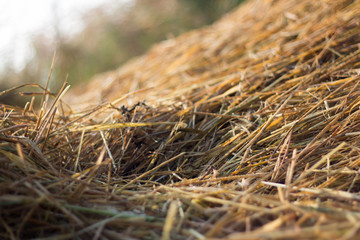 straw from rice a background